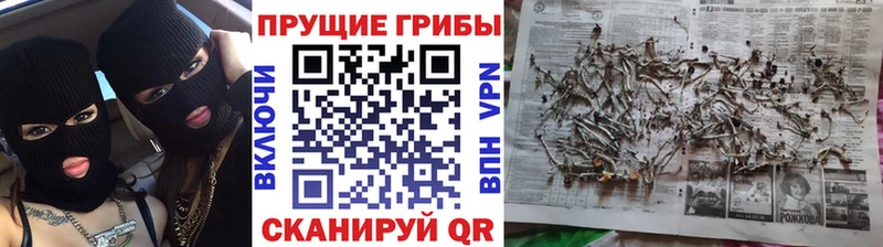 Псилоцибиновые грибы прущие грибы  Майкоп 